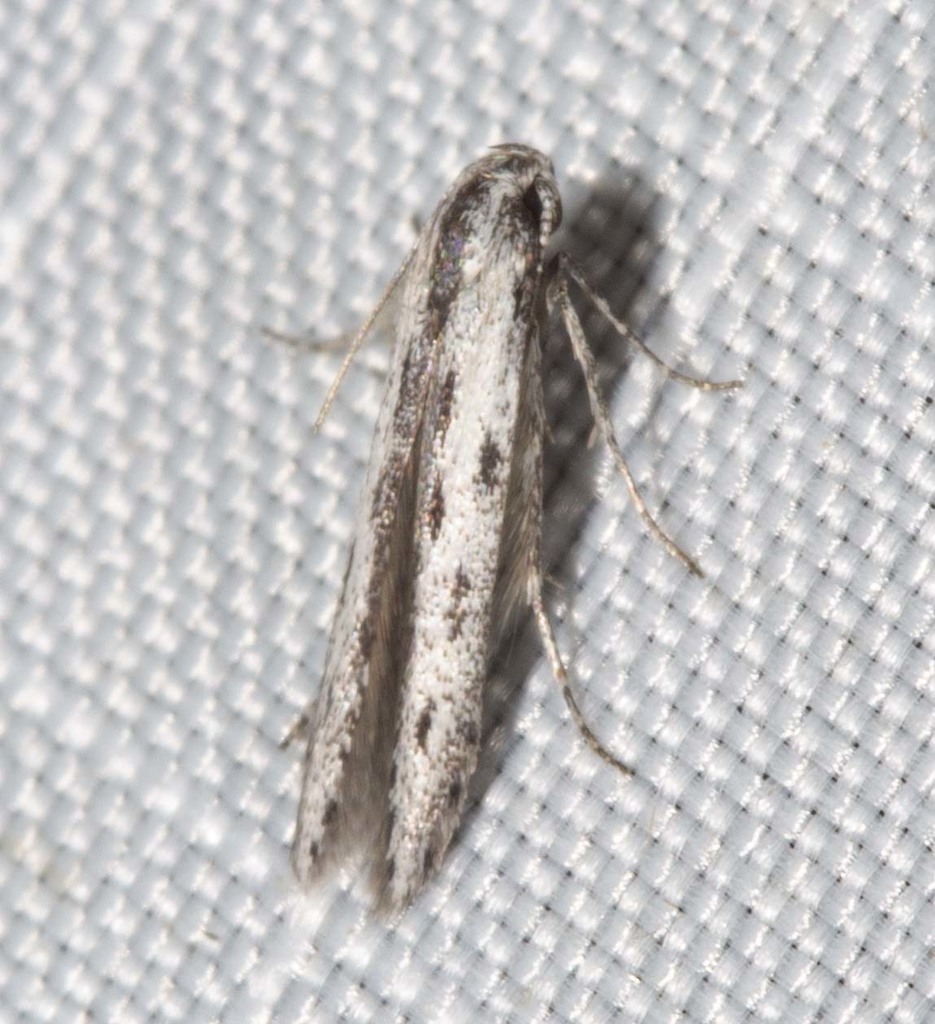 Thiotricha anticentra