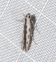 Thiotricha anticentra