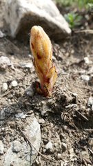 Orobanche teucrii