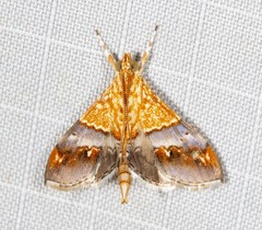 Tetracona amathealis