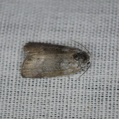 Polygrammate cadburyi