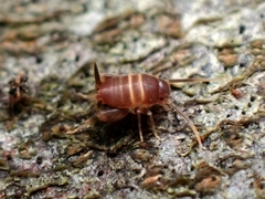 Myrmecophilus acervorum