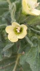Hyoscyamus