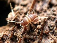 Myrmecophilus acervorum