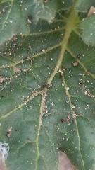 Hyoscyamus