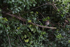 Turdus merula