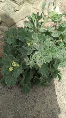 Hyoscyamus