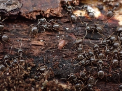 Myrmecophilus acervorum
