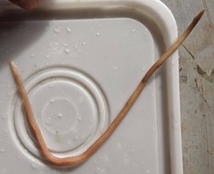 Ascaris lumbricoides