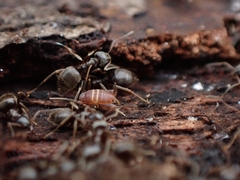 Myrmecophilus acervorum