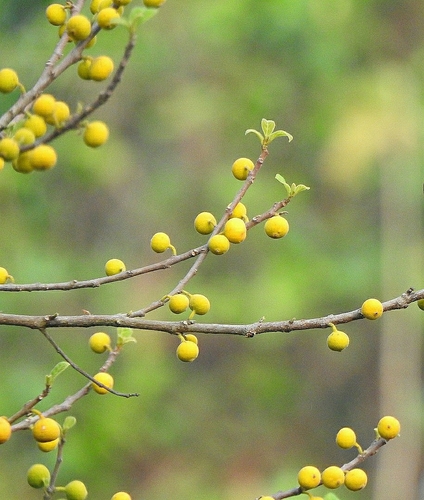 Image of Ficus exasperata by (c) Afsar Nayakkan, some rights reserved (CC BY)