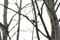 Parus major