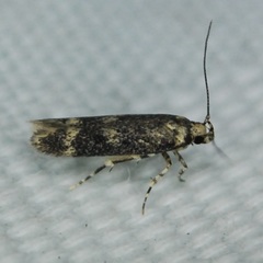 Trypanisma prudens