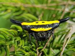 Gasteracantha hecata