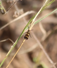 Eretmocera syleuta