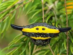 Gasteracantha hecata
