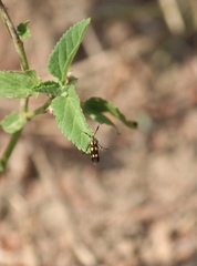 Eretmocera syleuta