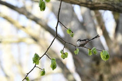 Aegithalos caudatus
