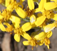 Senecio crenatus