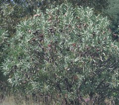 Protea caffra caffra