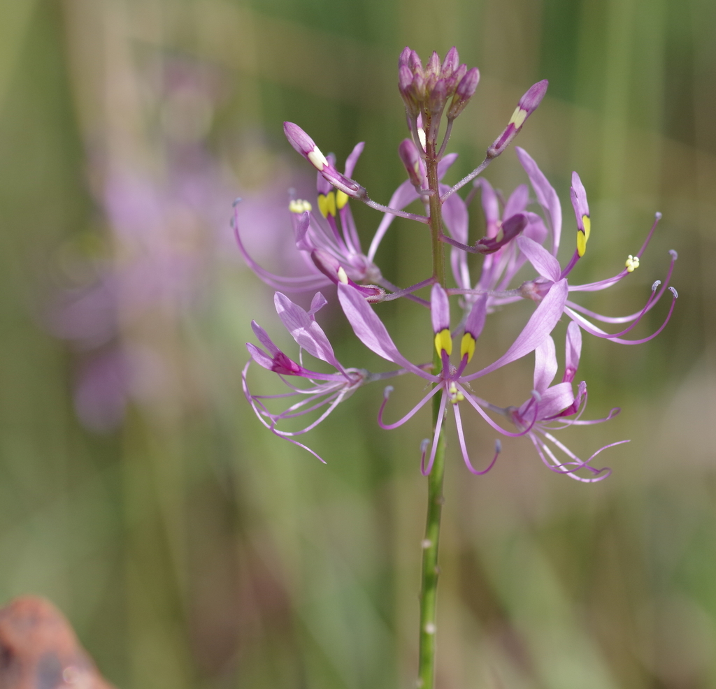 Spotted Cleome