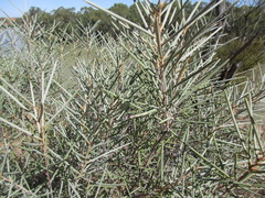 Hakea leucoptera leucoptera