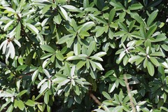 Englerophytum magalismontanum