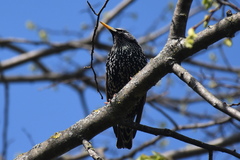 Sturnus vulgaris