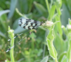 Nemoptera sinuata