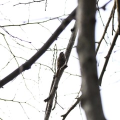 Certhia brachydactyla