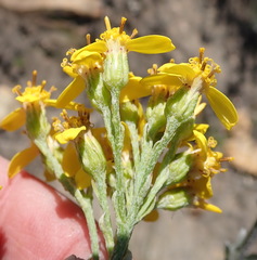 Senecio crenatus