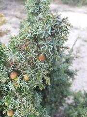 Juniperus navicularis