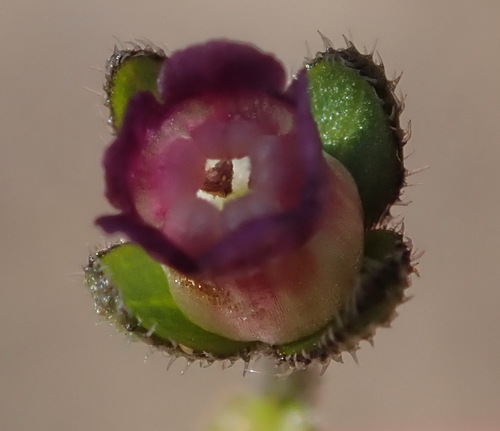 Image of Cynoglossum hispidum by (c) Nicola van Berkel, some rights reserved (CC BY-SA)