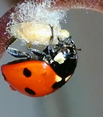 Dinocampus coccinellae paralysis virus
