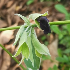 Salvia discolor