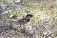Passer domesticus