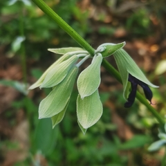 Salvia discolor