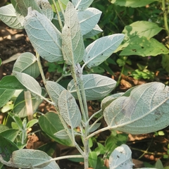 Salvia discolor