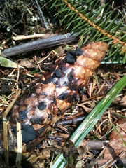 Piceomphale bulgarioides