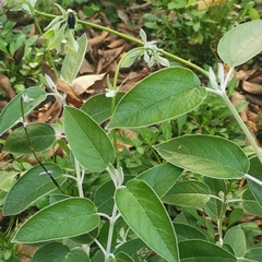 Salvia discolor