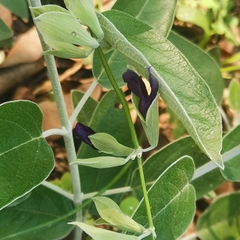 Salvia discolor