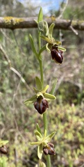 Ophrys sphegodes grammica