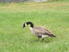 Branta canadensis