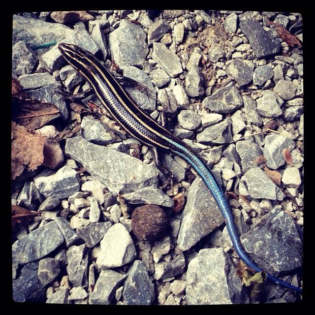 Five-Lined Skink (Reptiles and Amphibians of Ninety Six