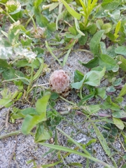 Phelipanche arenaria