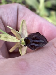 Ophrys sphegodes montenegrina