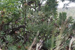 Protea caffra caffra