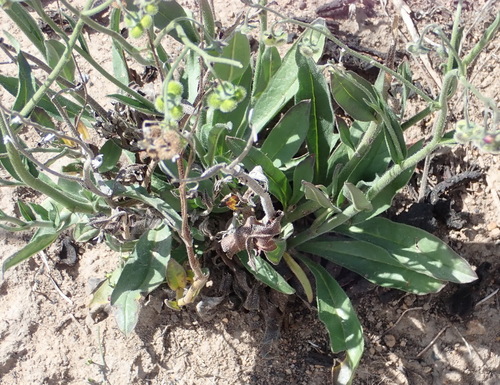 Image of Cynoglossum hispidum by (c) Nicola van Berkel, some rights reserved (CC BY-SA)