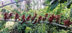 Cyclacanthus coccineus