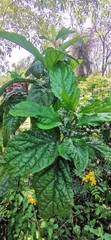Cyclacanthus coccineus